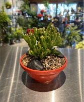 https://cdn.atwilltech.com/flowerdatabase/c/coral-jade-succulent-6572326655bce1.71303570.167.jpeg