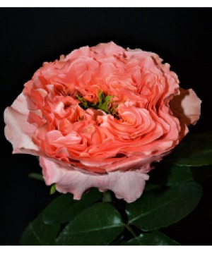 24 Stems Coral Mandarin 40cm - 6/13/25 Delivery Flowers By The Bunch