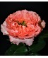 24 Stems Coral Mandarin 40cm - 6/13/25 Delivery Flowers By The Bunch
