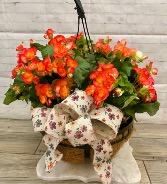 Coral/Orange Double begonia  Hanging Basket 