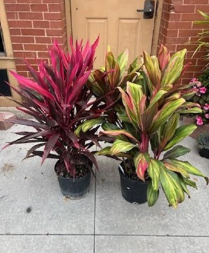 Cordyline Plant 