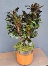 Cordyline 'Purple Compacta' Plant in Brown Ceramic Pot with raised legs 