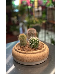 Corky Cactus Garden   Easy-Care Indoor Plant