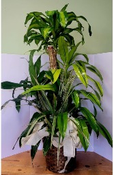 Corn Combo plant plant