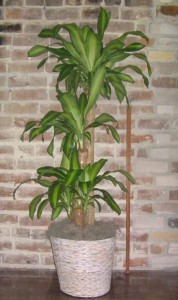 Corn Plant - Dracaena Foliage Plants