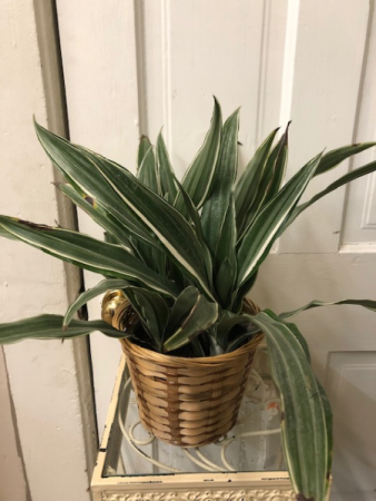 Corn Plant