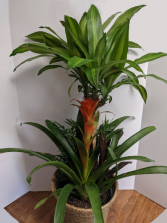 Dracaena Plant Combo w/ Bromeliad Plant