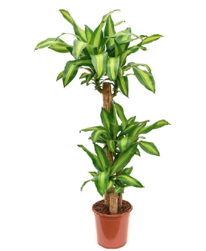 Corn Plant Live Plant