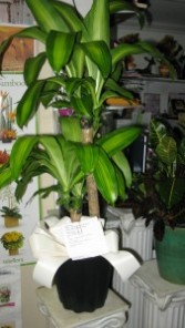 Corn Plant Dracaena fragrans massangeana