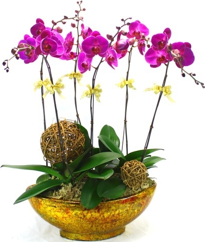 COTEMPORARY PHALAENOPSIS ORCHID