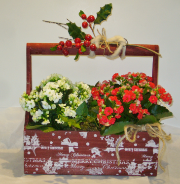 COUNTRY CHRISTMAS PLANTER BOX Indoor Blooming Plant