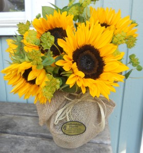 Country Fields Yellow Sunflowers 