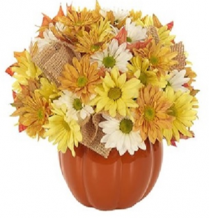 Country Pumpkin Daisy Delight BF427-11KMP in Arlington, TX | Erinn's Creations Florist Country Pumpkin Daisy Delight BF427-11KMP in Arlington, TX | Erinn's Creations Florist