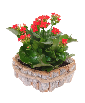 Country Twist Kalanchoe Plant 