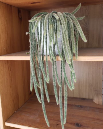 Covid Cactus Plant