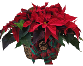 Cozy & Warm Poinsettia Basket 