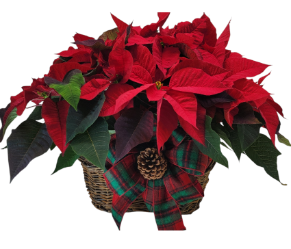 Cozy & Warm Poinsettia Basket 