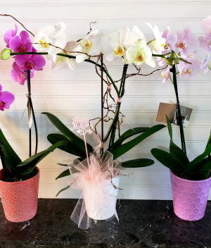 Orchid Plant Exclusively at Mom & Pops