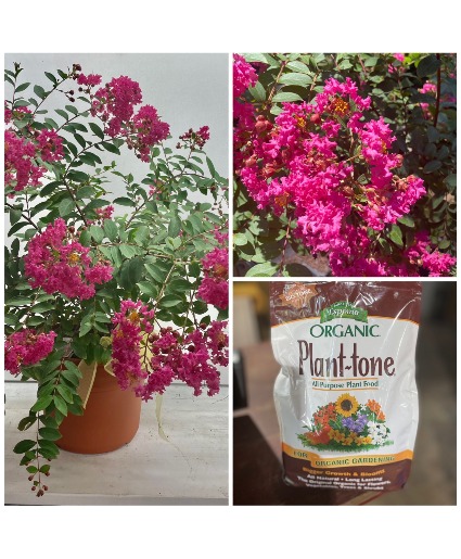 Crape Myrtle Bush with Fertilizer