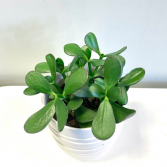Crassula Ovata 'Jade Plant' ***PICK-UP ONLY***