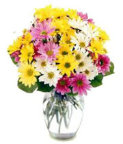 Crazy Daisy Vase Arrangement in Lebanon, NH | LEBANON GARDEN OF EDEN FLORAL SHOP Crazy Daisy Vase Arrangement in Lebanon, NH | LEBANON GARDEN OF EDEN FLORAL SHOP