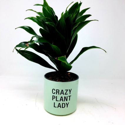 Crazy Plant Lady 