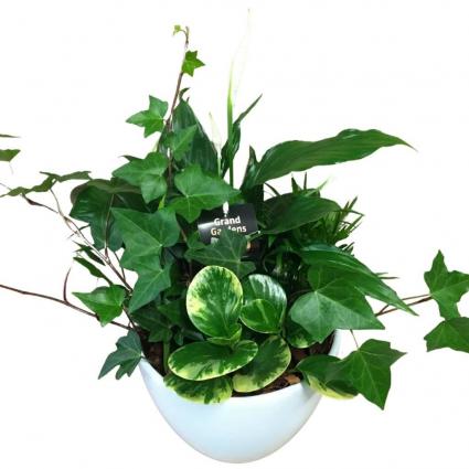 Sympathy Plant