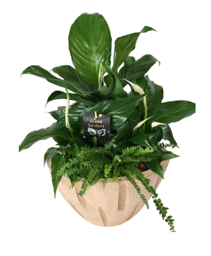 Cream Planter For All Occasions Mixed Tropical Planter