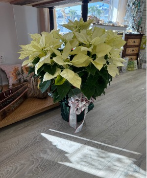 Cream-White Vibrant Poinsettia  