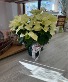 Cream-White Vibrant Poinsettia  