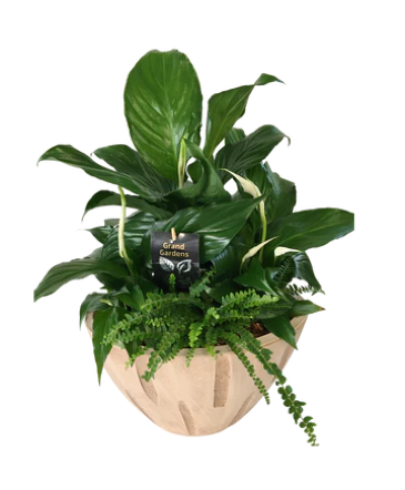 Creme Deluxe Planter Planter in Port Dover, ON | PORT DOVER FLOWERS