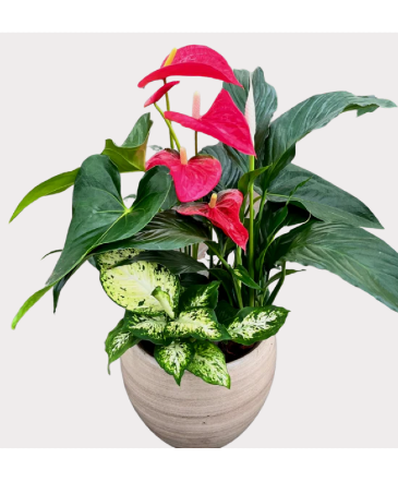 Cresta Anthurium Planter House Plant in Newmarket, ON | FLOWERS 'N THINGS FLOWER & GIFT SHOP