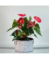 Crimson Charm Anthurium House Plant