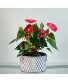 Crimson Charm Anthurium House Plant