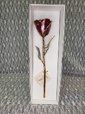 Crimson & Cream Swirl Gold Dipped Rose 