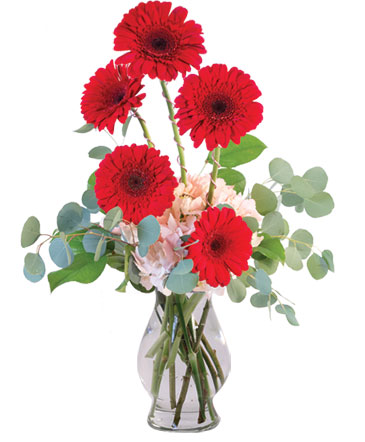 Crimson Gerberas Floral Design in Presque Isle, ME | COOK FLORIST, INC.