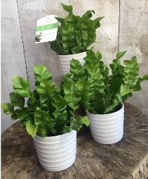 Crispy Wave Fern 4 inch pot 