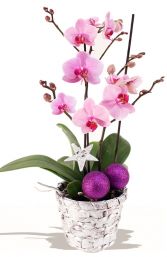 CHRISTMAS ORCHID PLANT