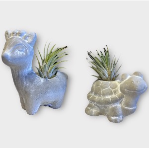 Critter Cuties Air Plants 