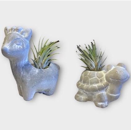 Critter Cuties Air Plants 