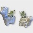 Critter Cuties Air Plants 