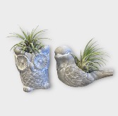 Critter Cuties Air Plants 