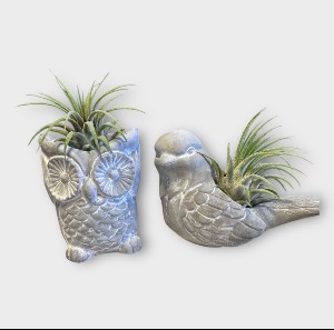 Critter Cuties Air Plants 