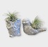 Critter Cuties Air Plants 