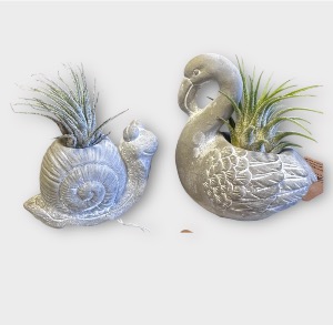 Critter Cuties Air Plants 