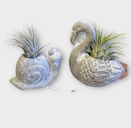 Critter Cuties Air Plants