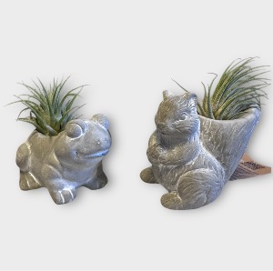 Critter Cuties Air Plants 