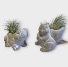 Critter Cuties Air Plants 