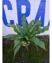 Crocodile Fern House plant