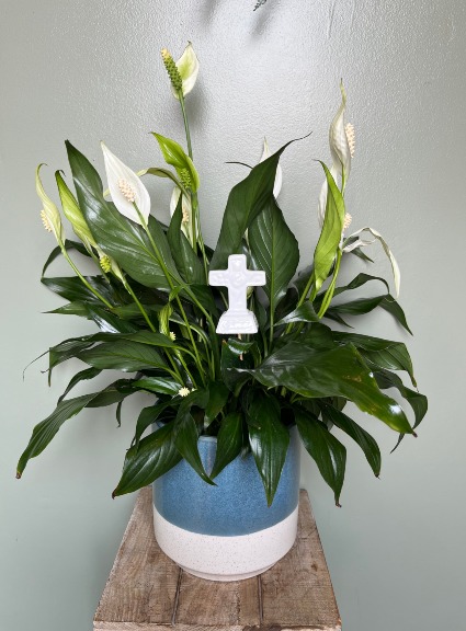 Cross Peace Lily 